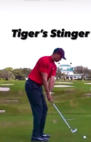 DTL Tiger Woods